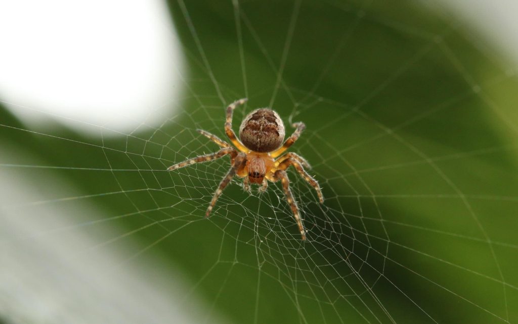 Spin in web - effectieve ongediertebestrijding van spinnen begint met het verwijderen van webben en het aanpakken van schuilp